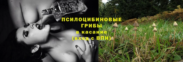 прущие грибы Белокуриха